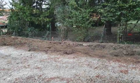 Abattage d'arbres - Chaponnay - Carles Services